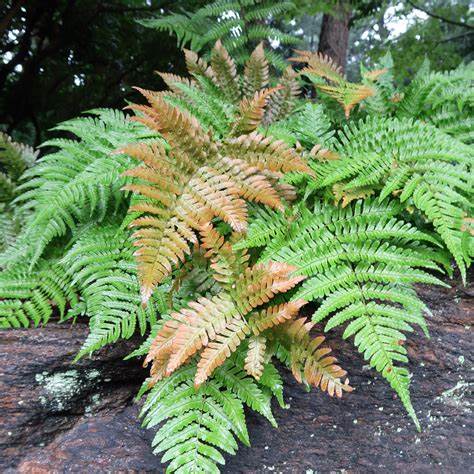 Autumn Fern Dryopteris erythrosora