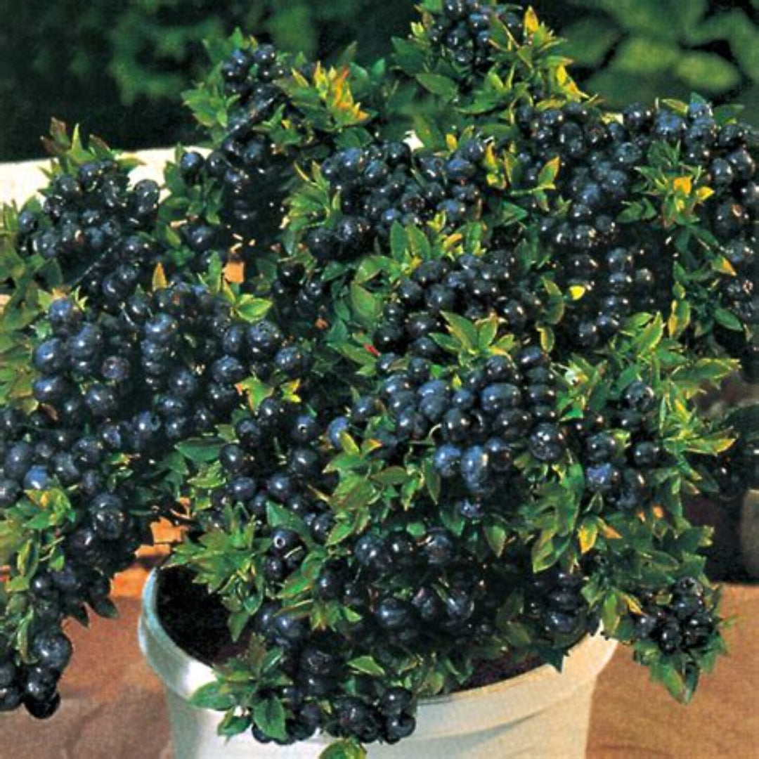 Patio-ready Top Hat Blueberry plant with fruit