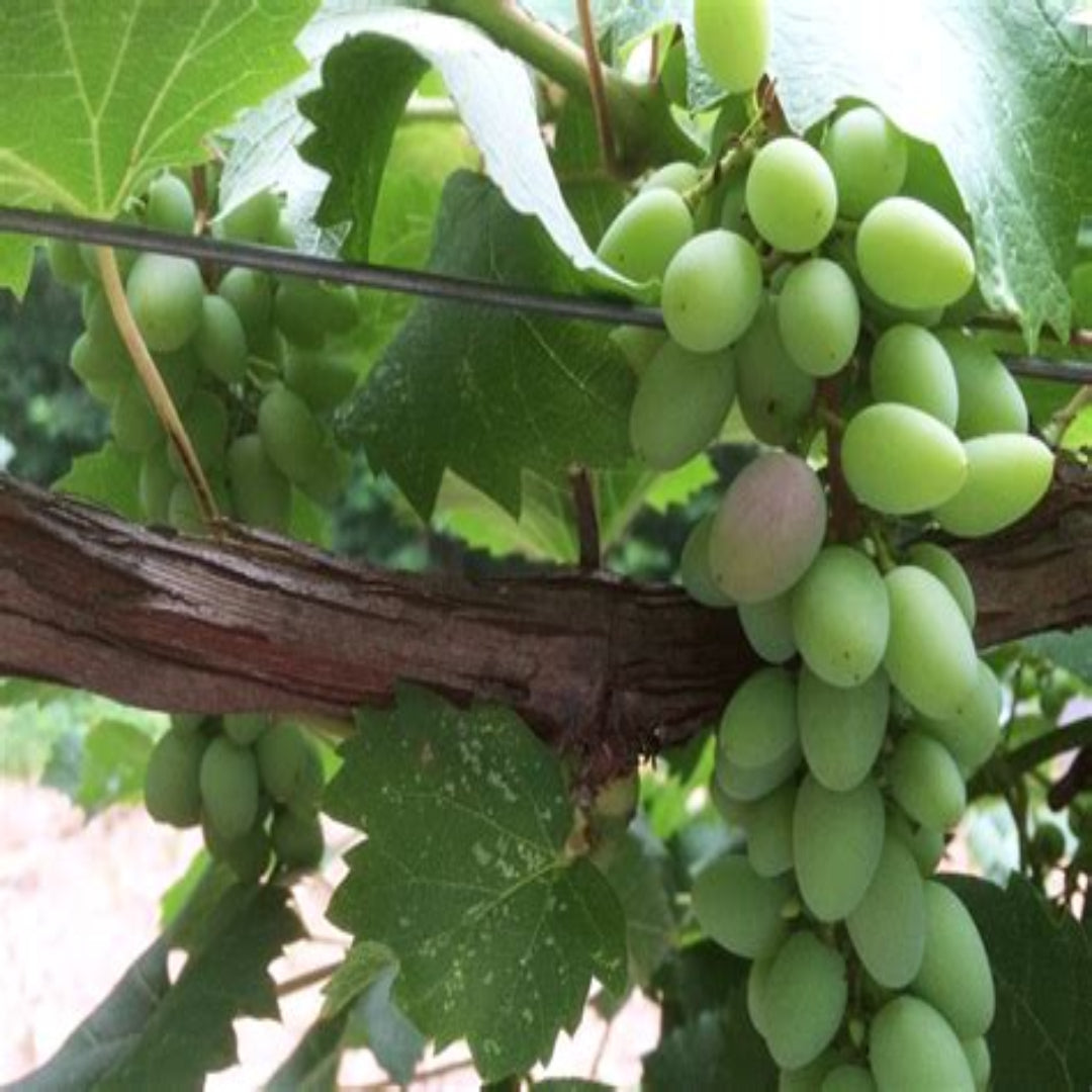 Neptune Seedless Grape