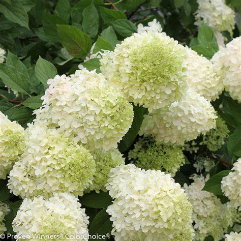 Close-up of white Hydrangea paniculata