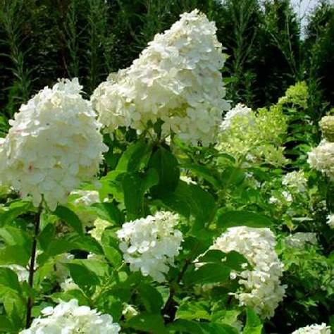 Mature White Panicle Hydrangea shrub