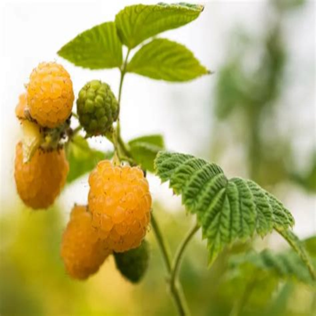 Anne Everbearing Yellow Raspberry