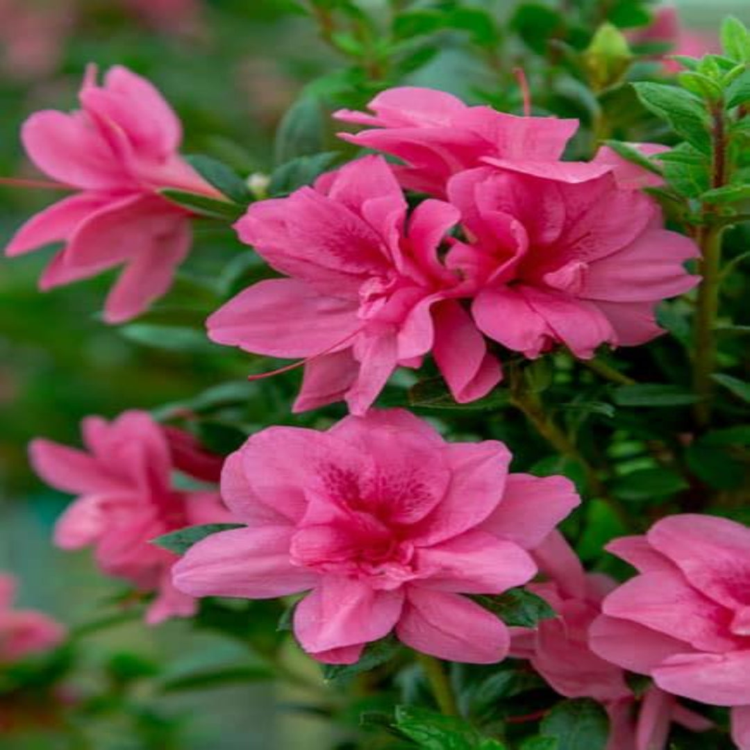 Autumn Empress Encore Azalea