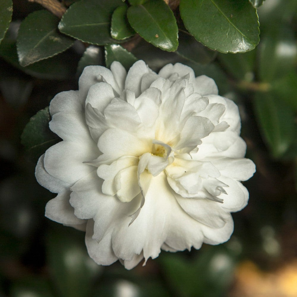 October Magic Ivory Camellia