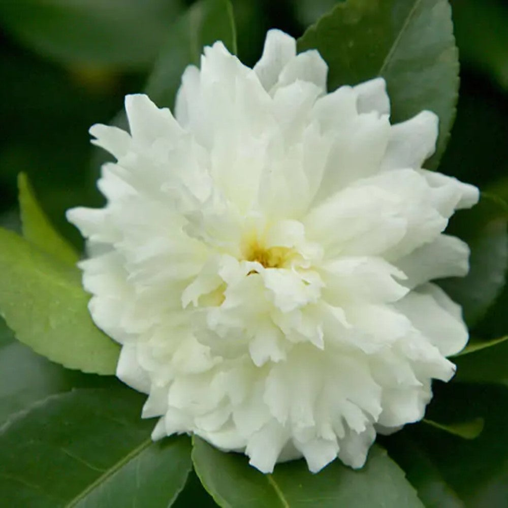 October Magic Ivory Camellia