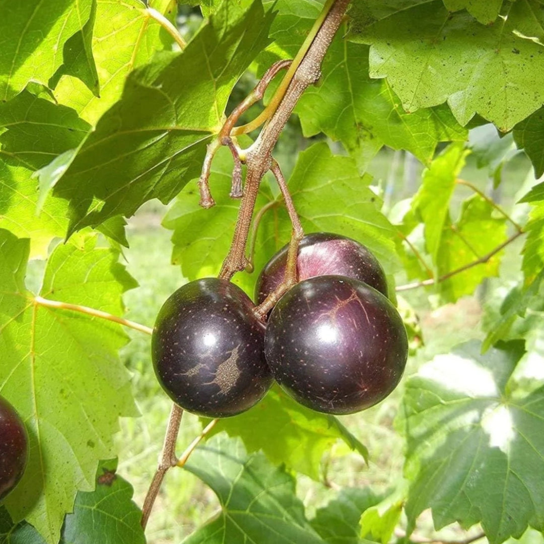 Jumbo Muscadine Grape Vine