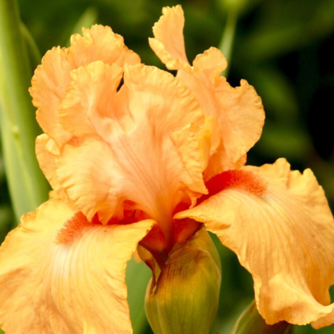 Iris Germanica &