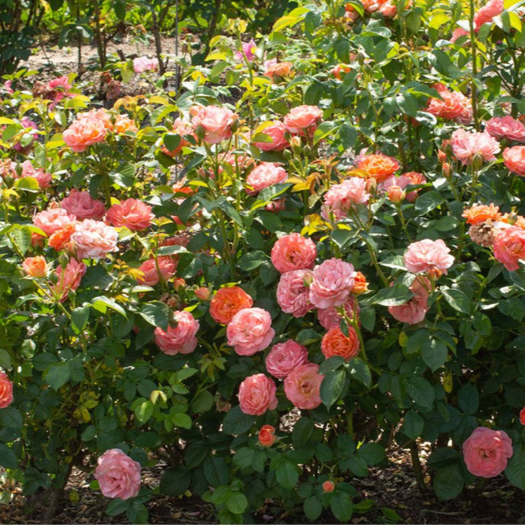 Orange Glow Knock Out Rose