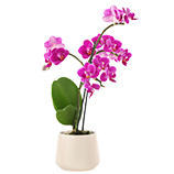 Orchids Orchids