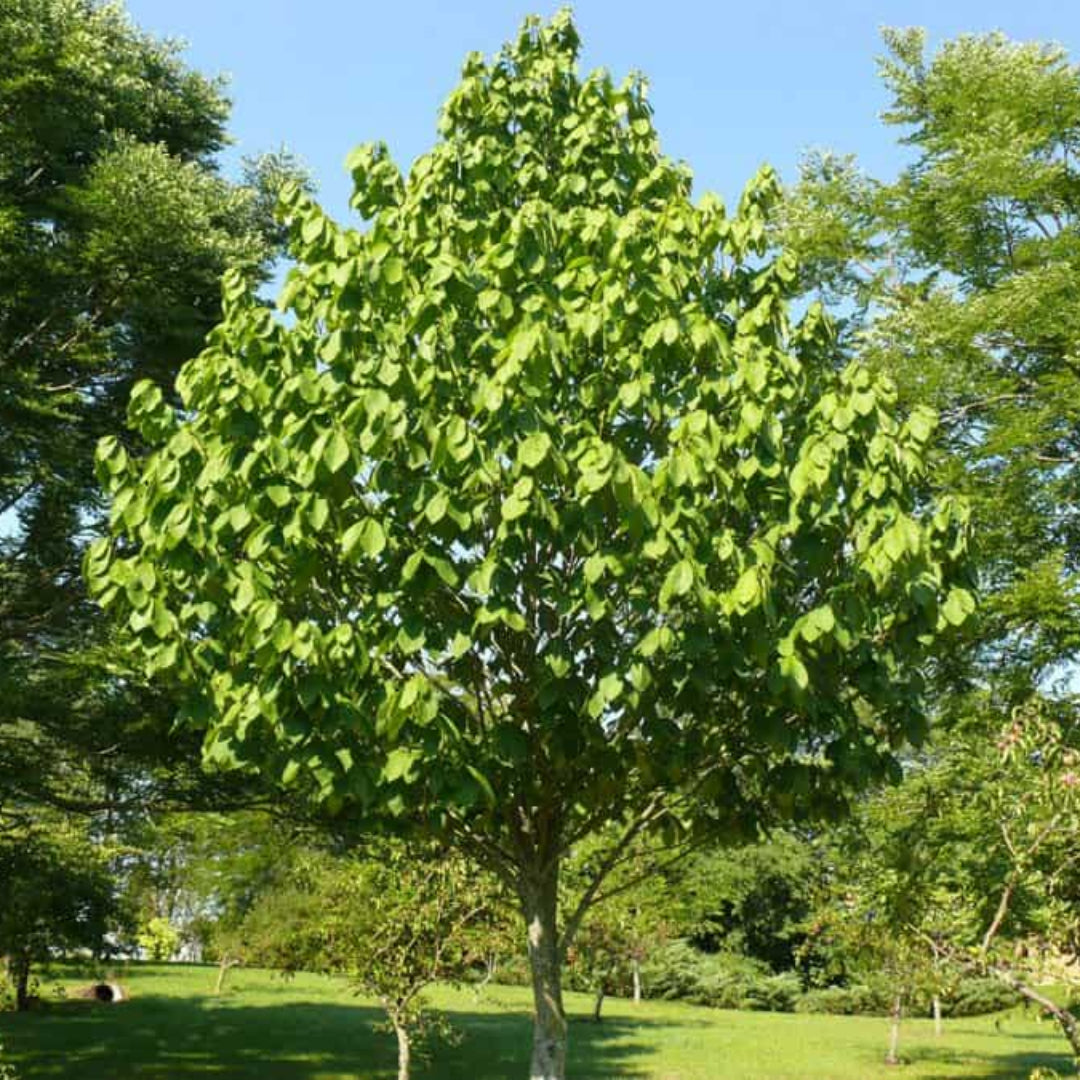 Pawpaw tree with large green leaves and developing fruit