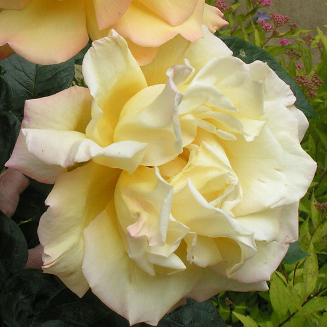 Climbing Peace Rose Tree - The Rose of Roses