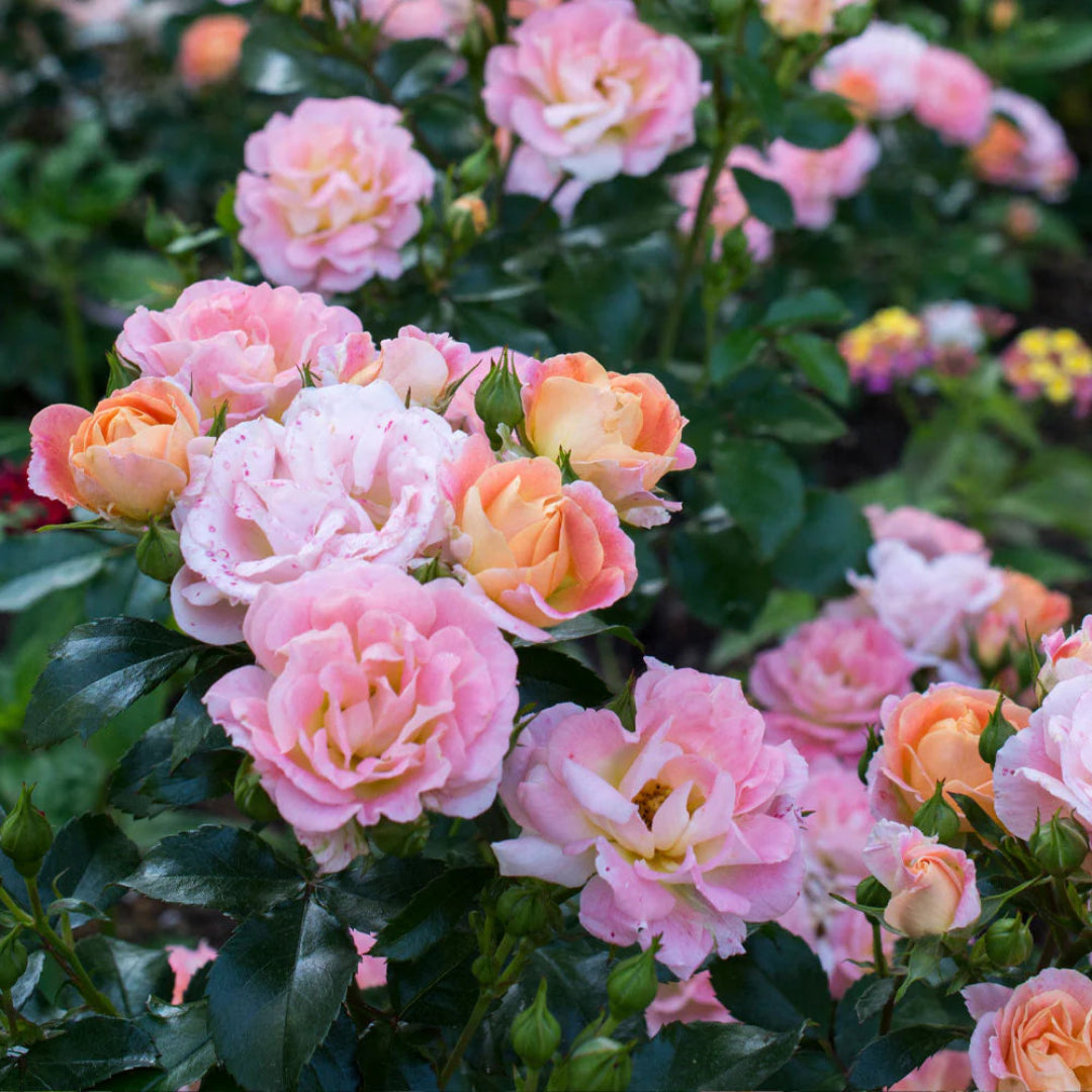 Peach Drift Rose