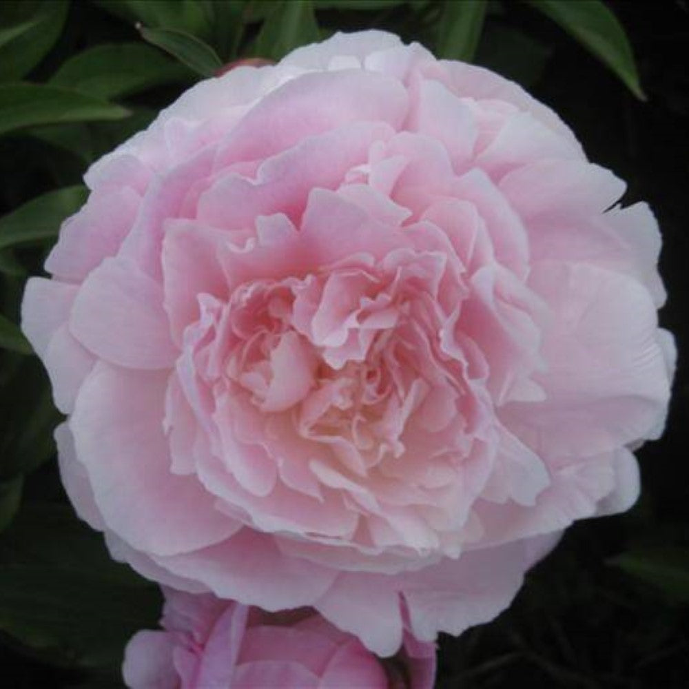 Peony Myrtle Gentry
