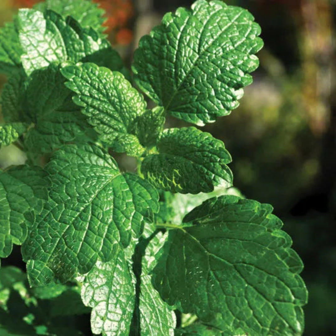 Herb: Mint, Peppermint, Scented Leaves with Tiny Lavender Flowers