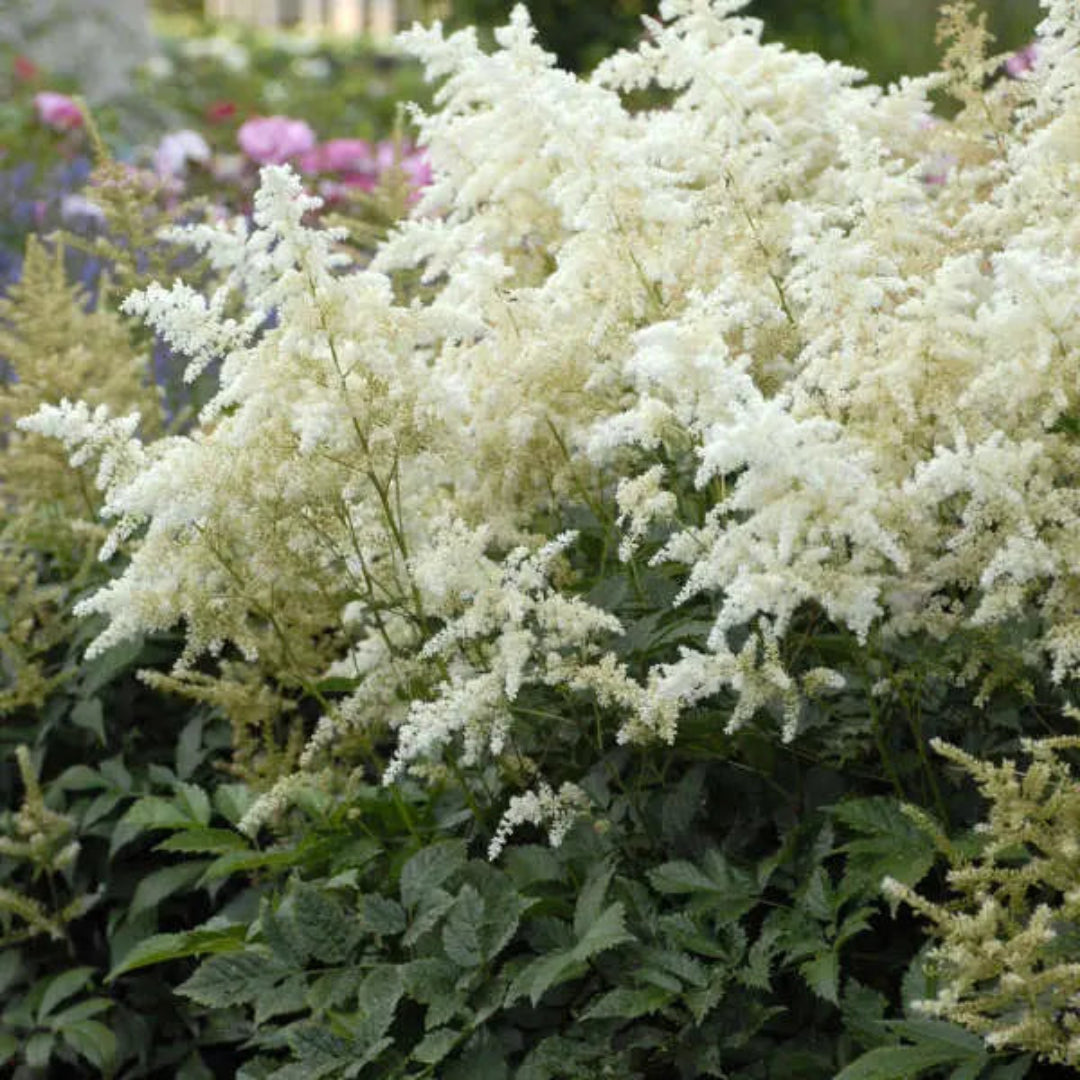 Astilbe X Arendsii Gladstone, False Spirea
