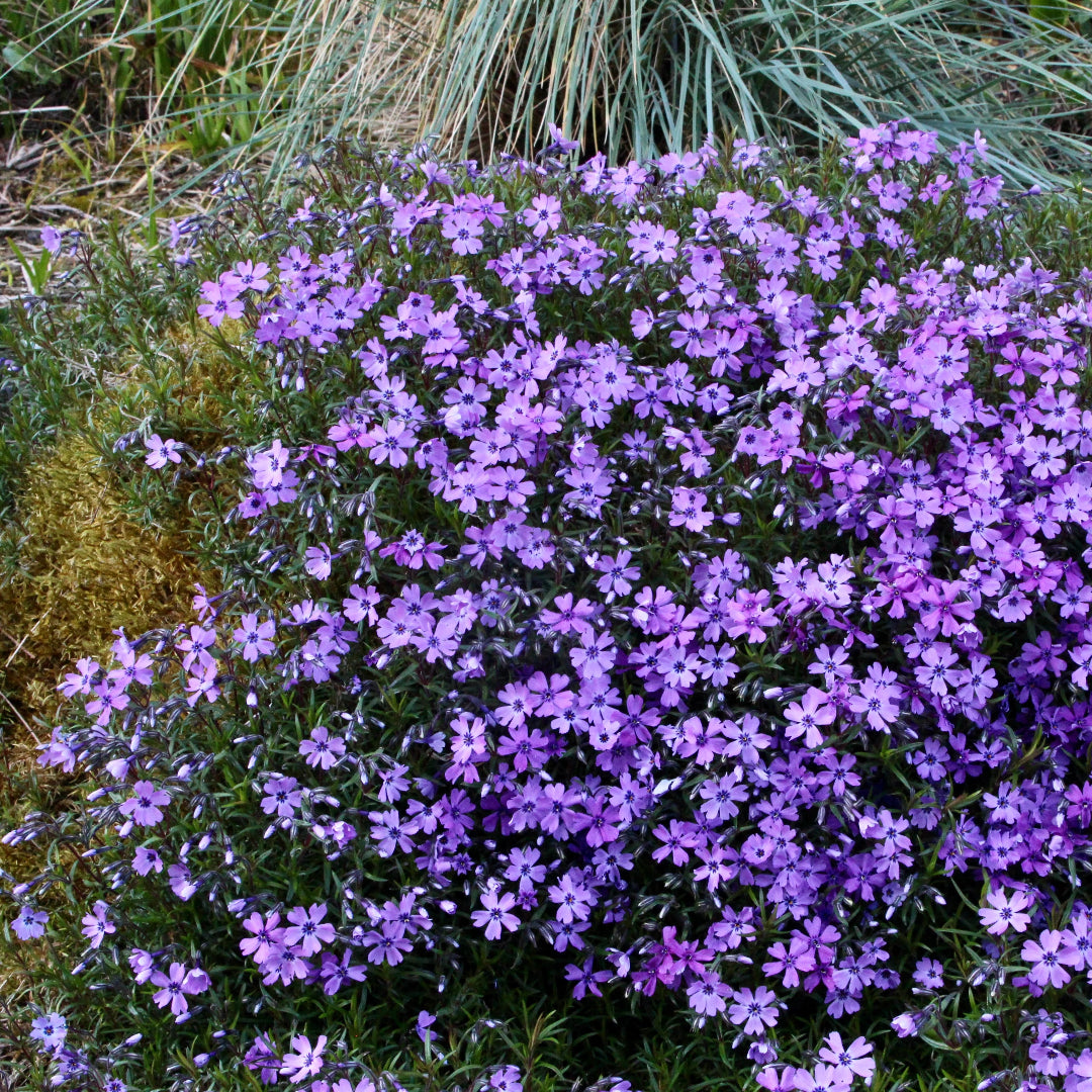 Phlox Subulata &