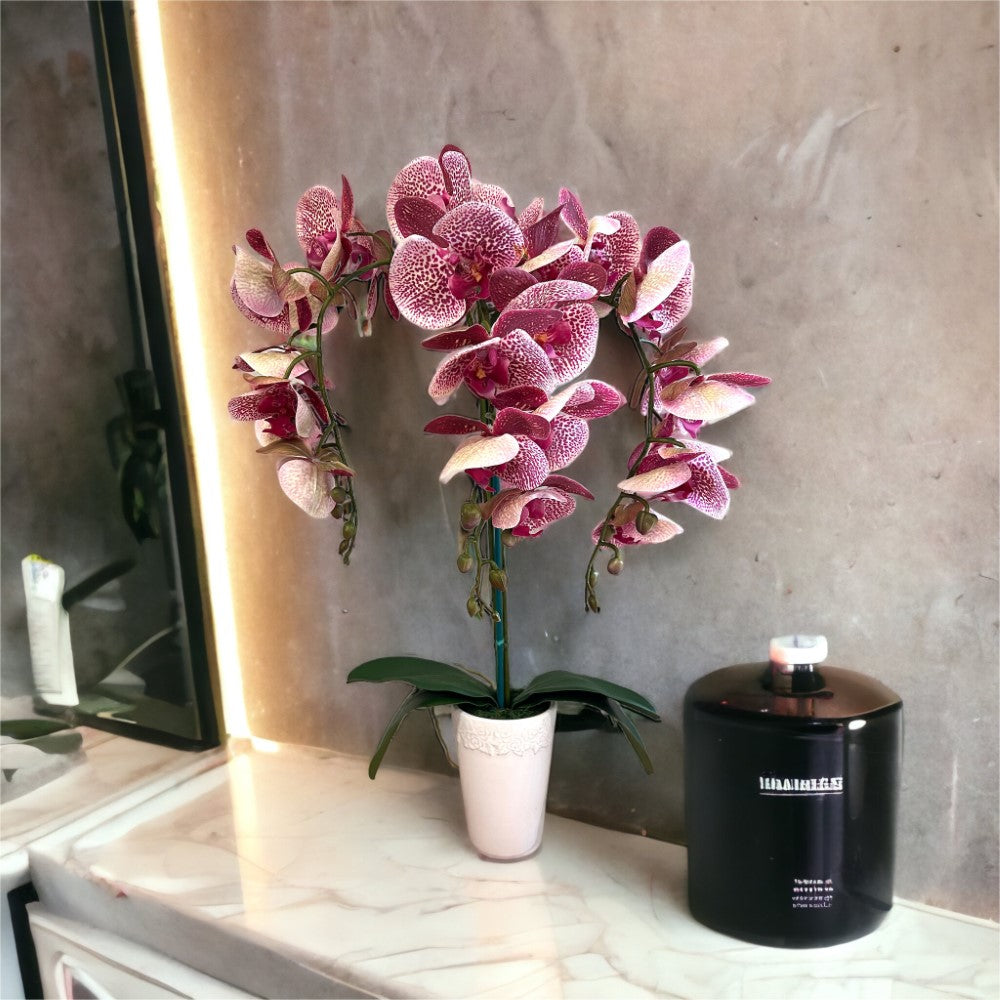 Gorgeous Variegated Orchid with 9 Flowers in Ceramic Pot