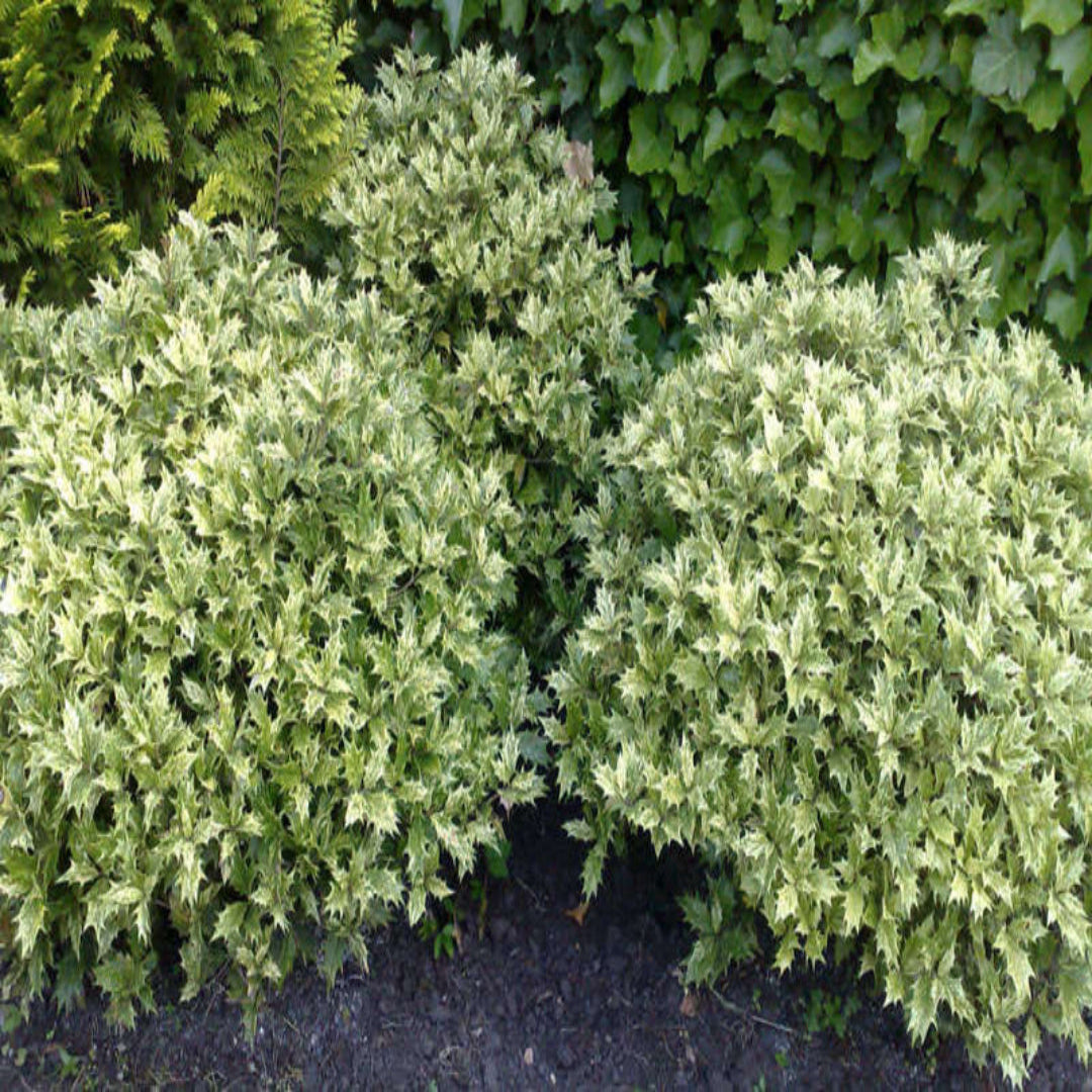 Variegated False Holly