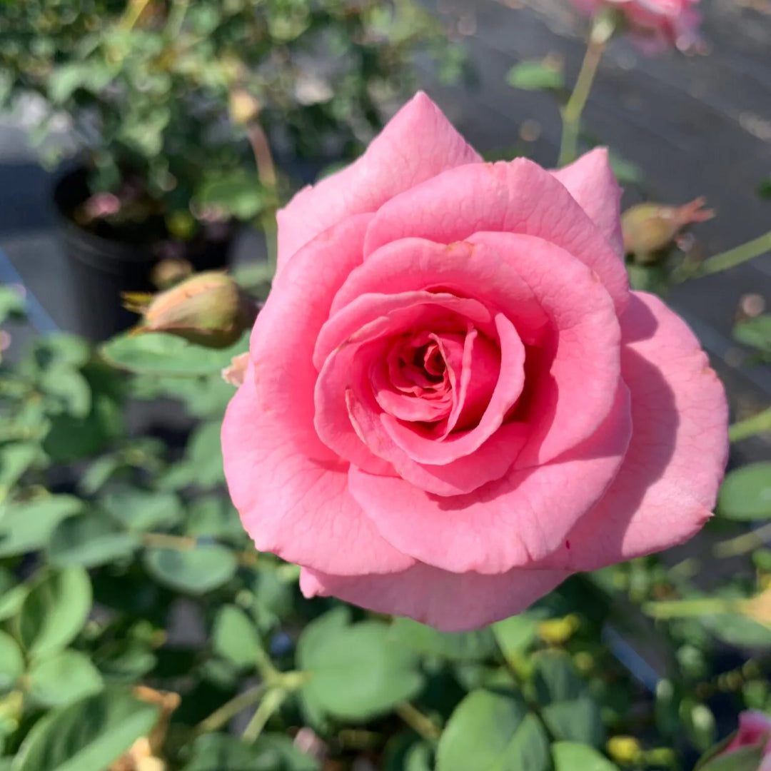 Brindabella Pink Princess Rose