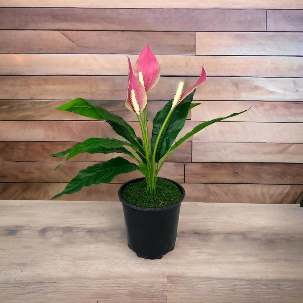 Gorgeous Potted Pink Peace Lily-Artificial
