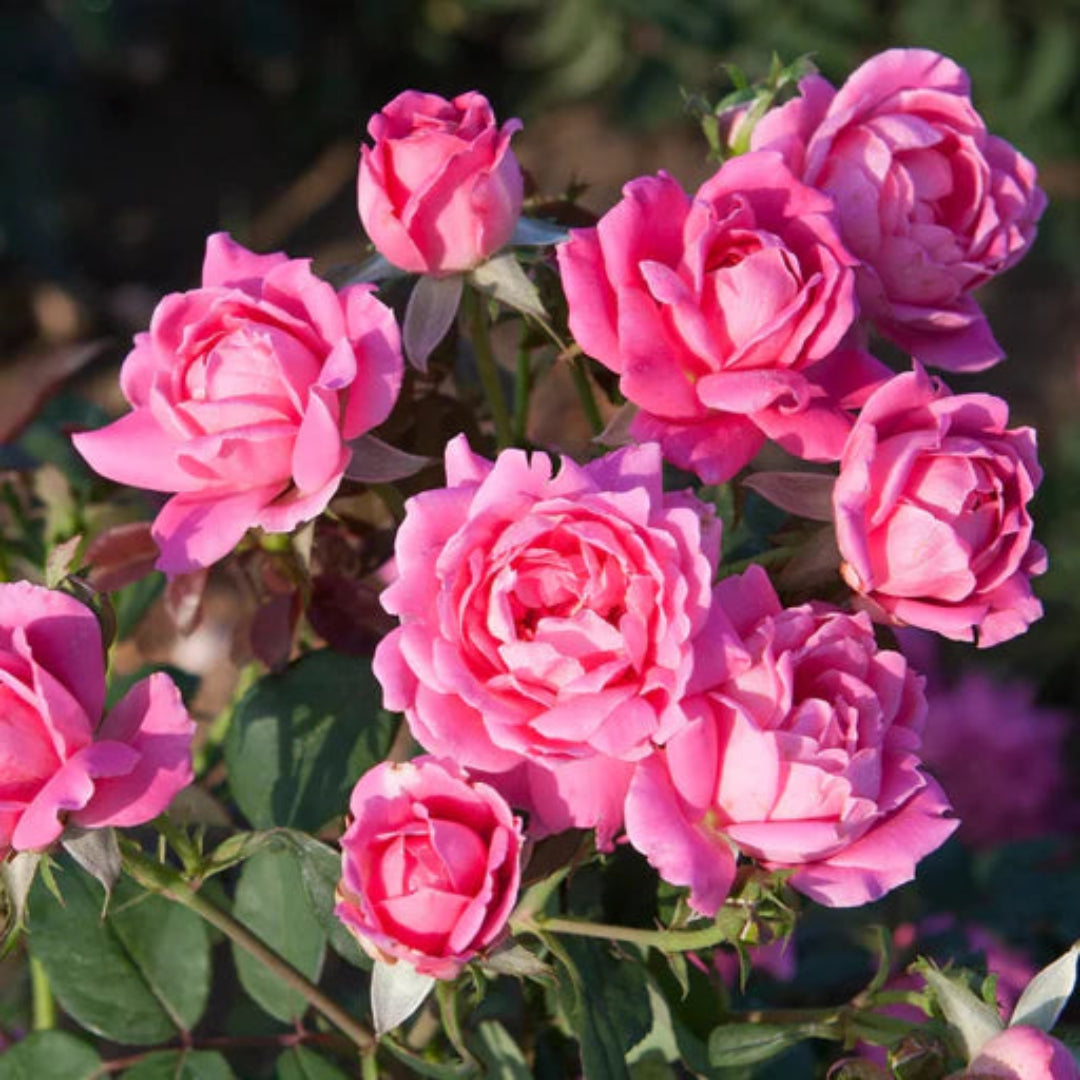 Pink Double Knockout Rose
