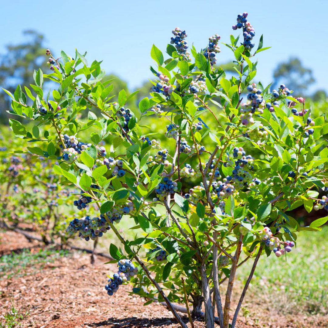Powderblue Blueberry Bush