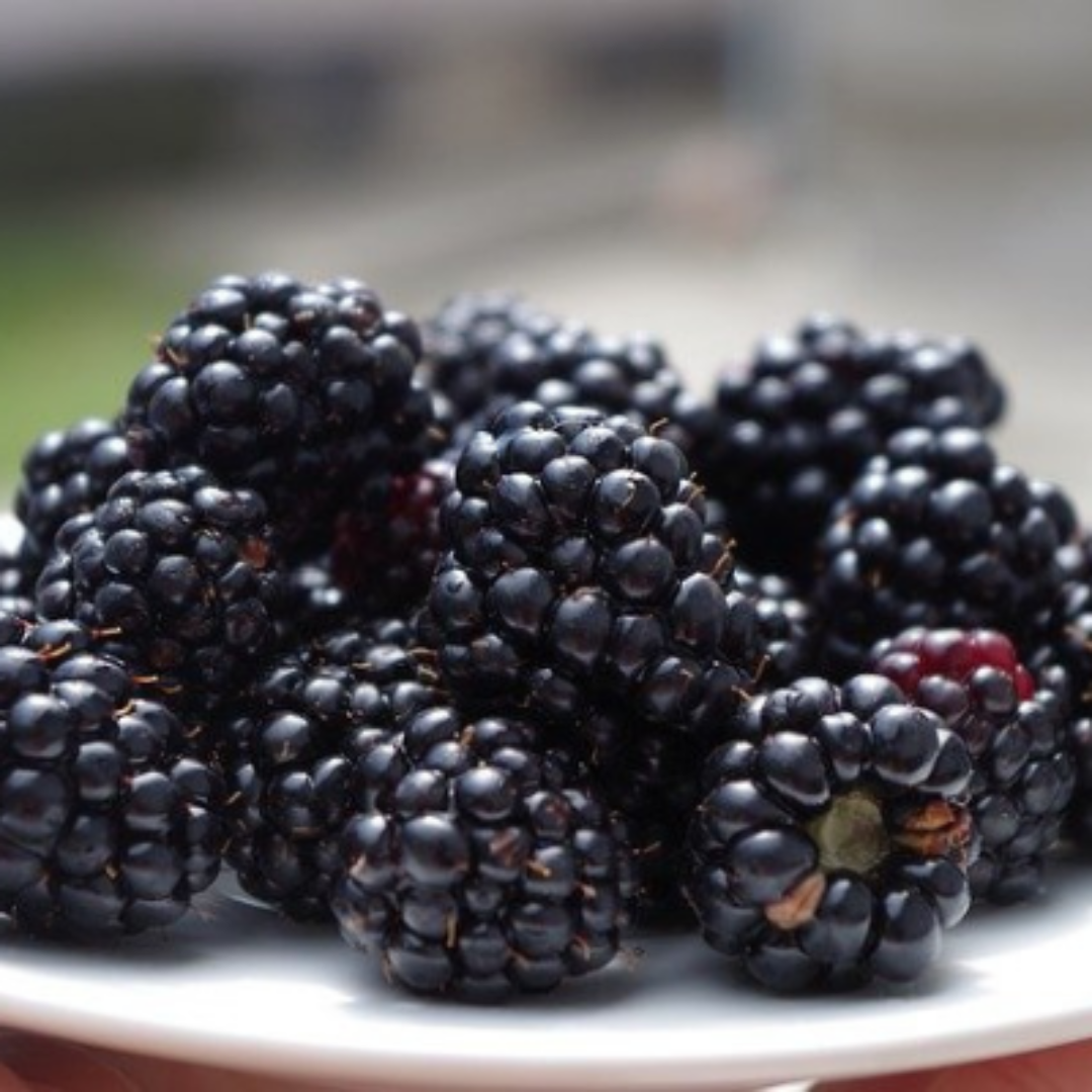 Prime Ark 45 Blackberry