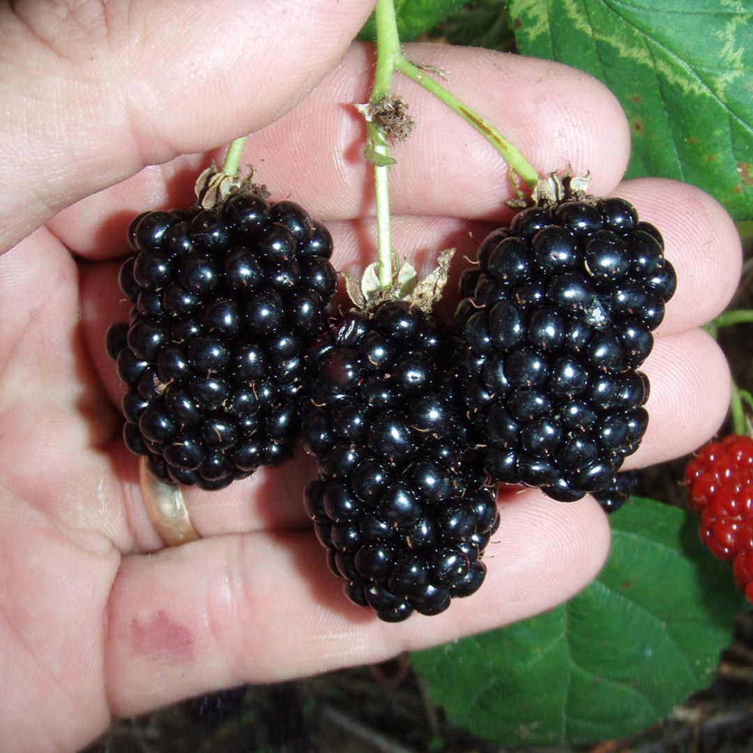 Prime Ark Freedom Blackberry