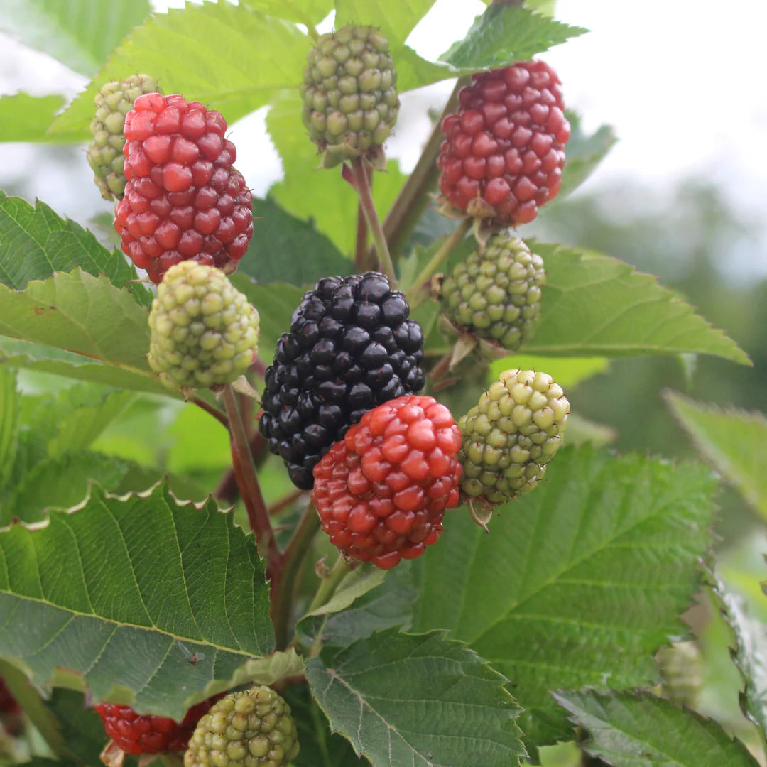 Prime Ark Freedom Blackberry