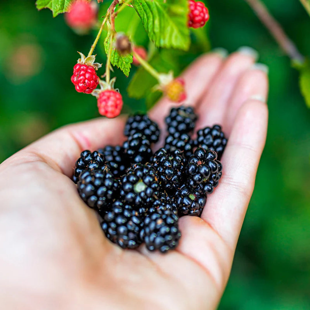 Prime Ark Traveler Blackberry