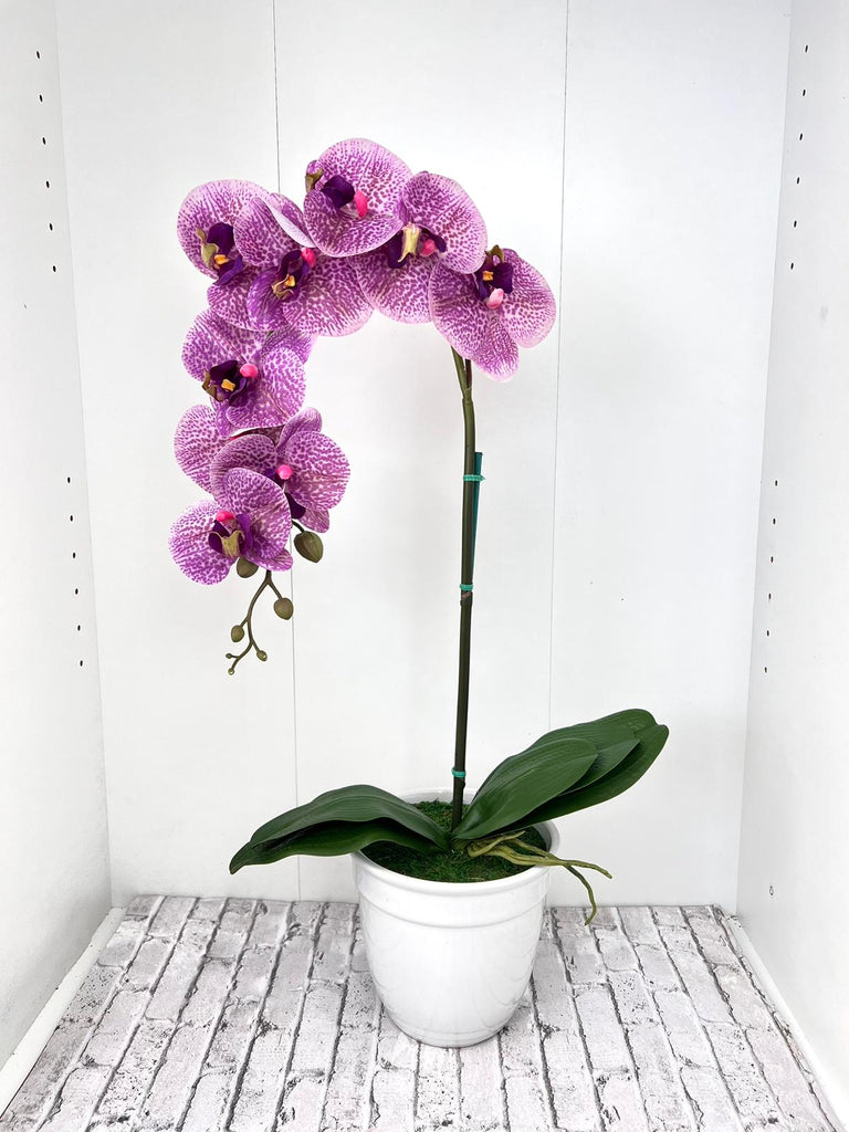 Beautiful Variegated Orchid in Ceramic Pot