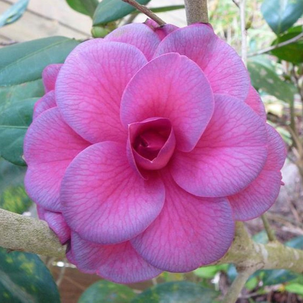 Purple Dawn Camellia