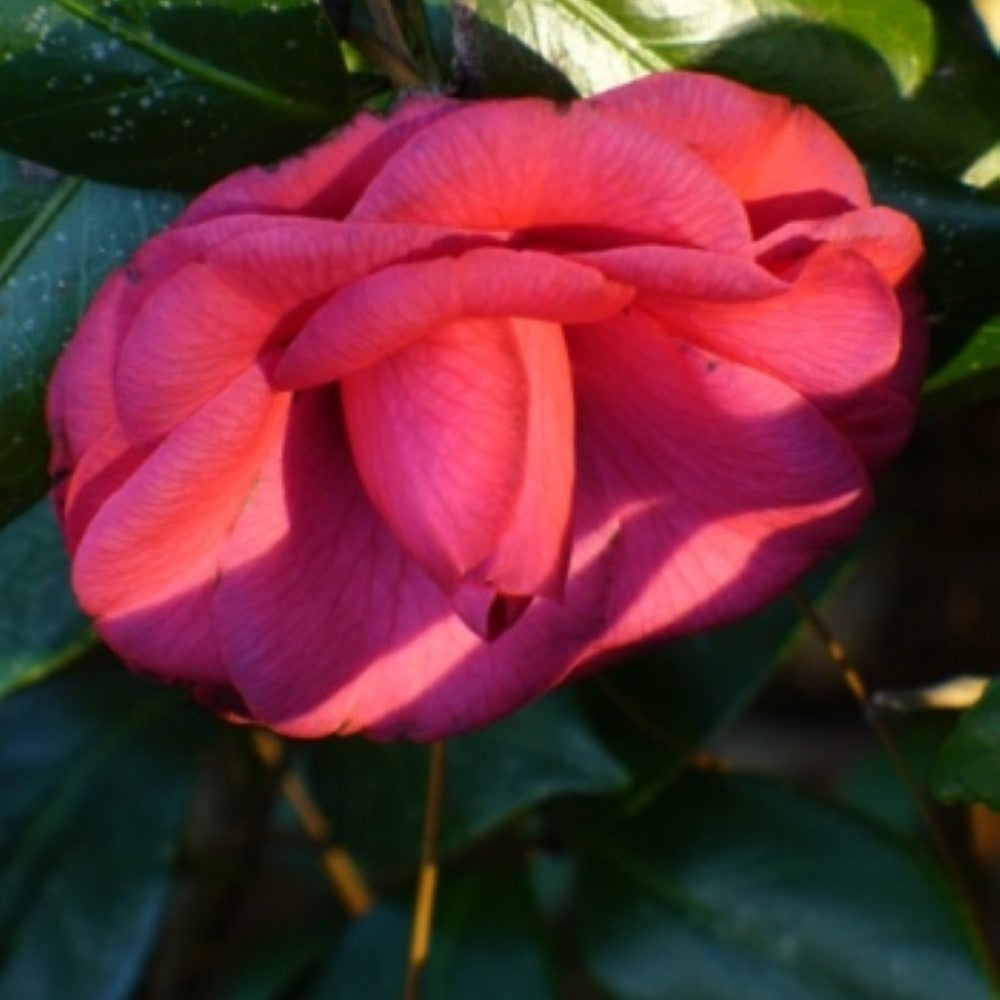 Purple Dawn Camellia
