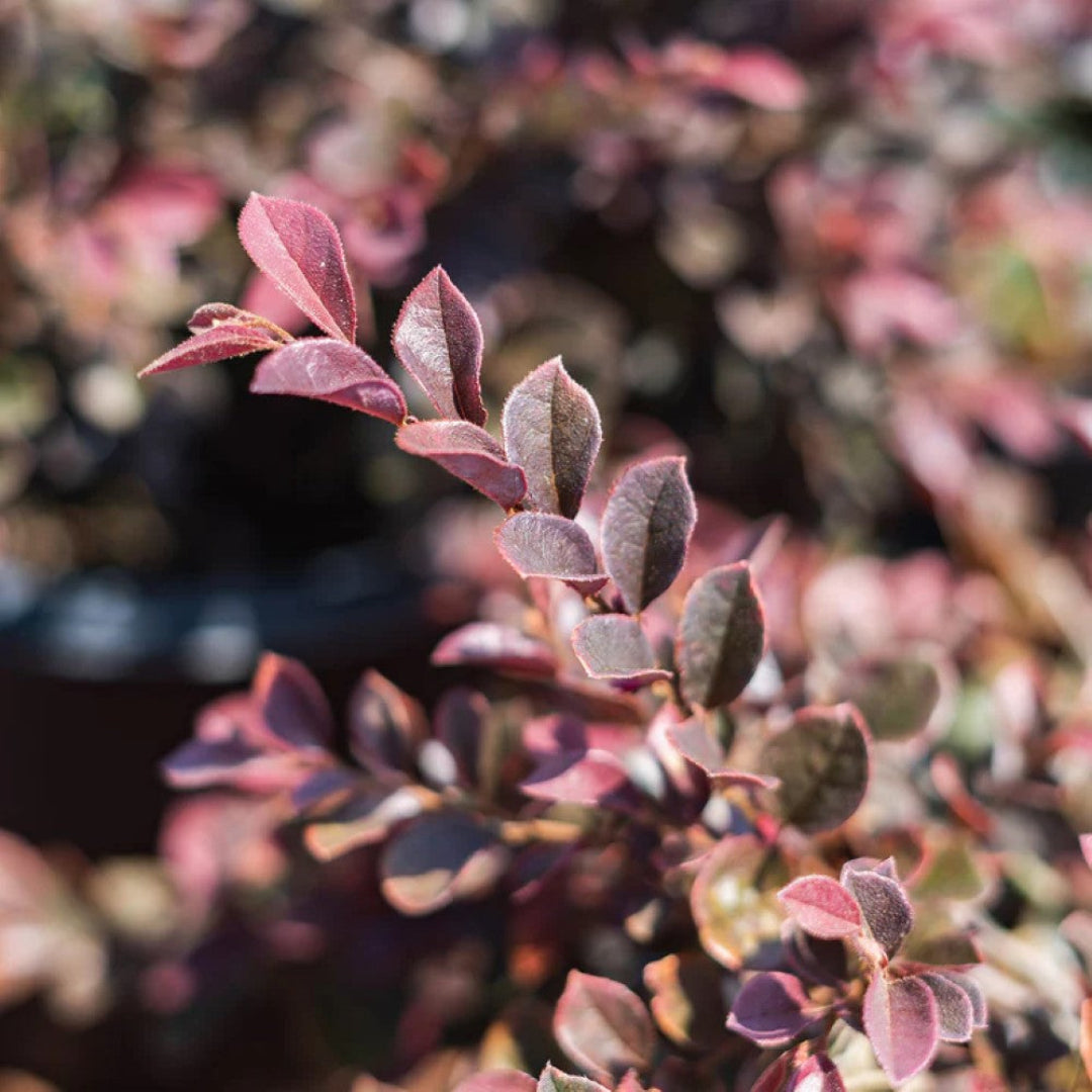 Purple Daydream Loropetalum