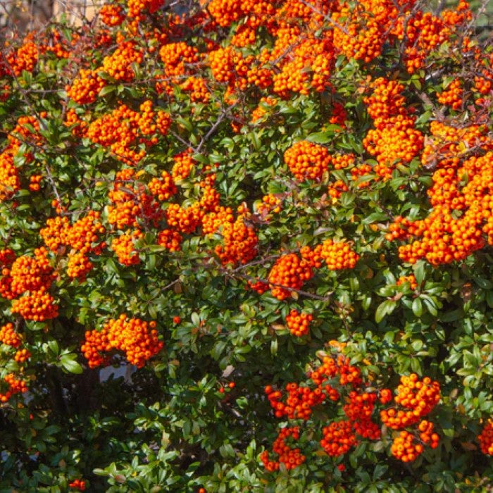 Pyracantha Mohave