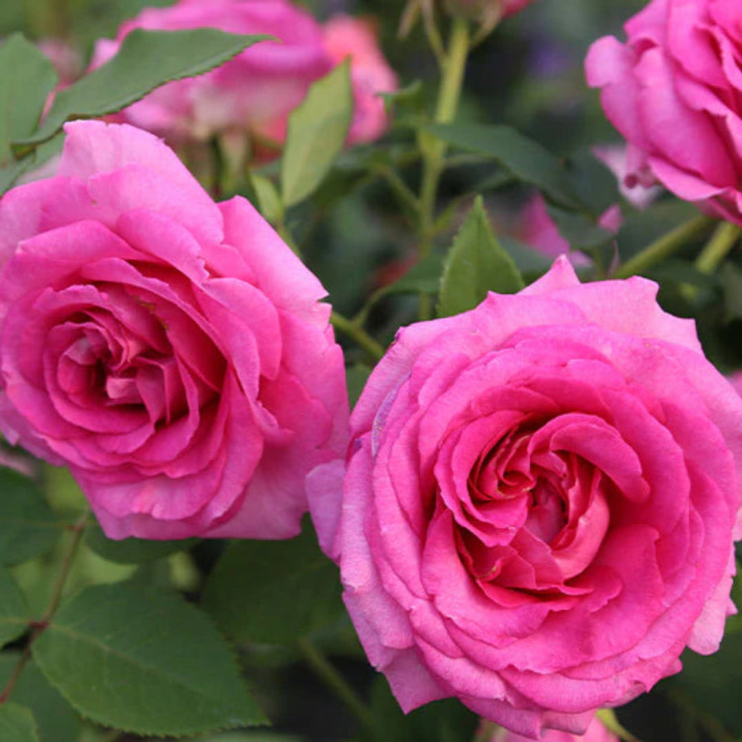 Raspberry Cupcake Rose