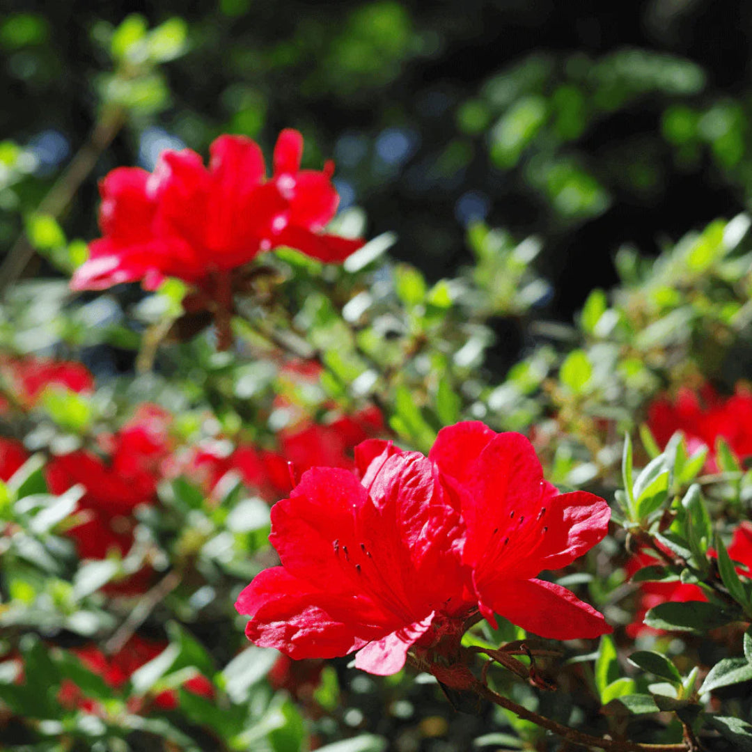 Red Formosa Hybrid Azalea