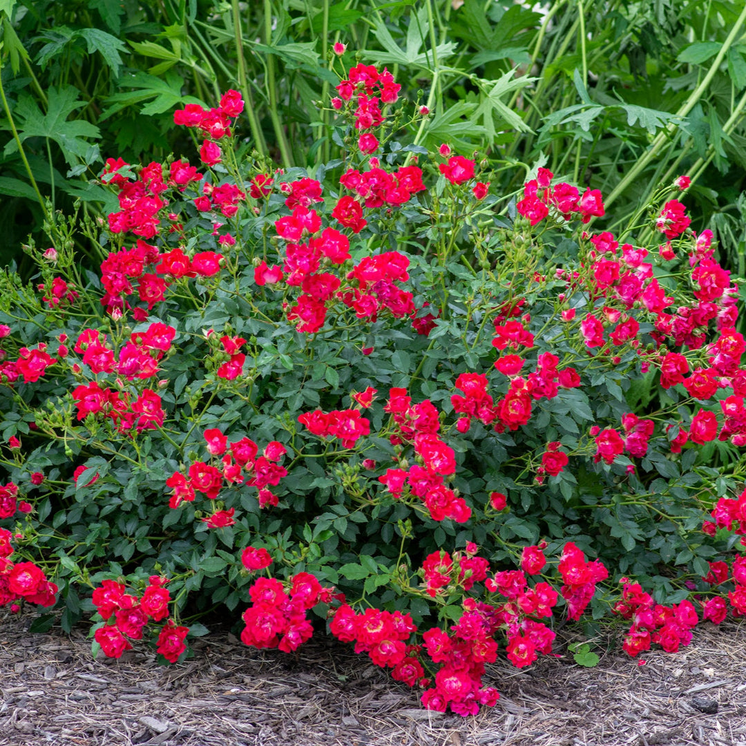Low-Growing Red Drift Rose Shrub in Garden Bed