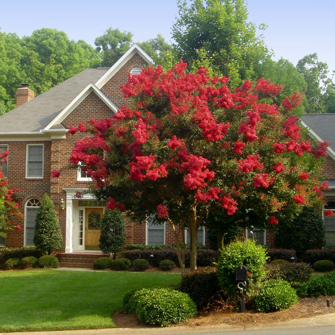 Red Rocket Crape Myrtle Tree with Large Red Flowers