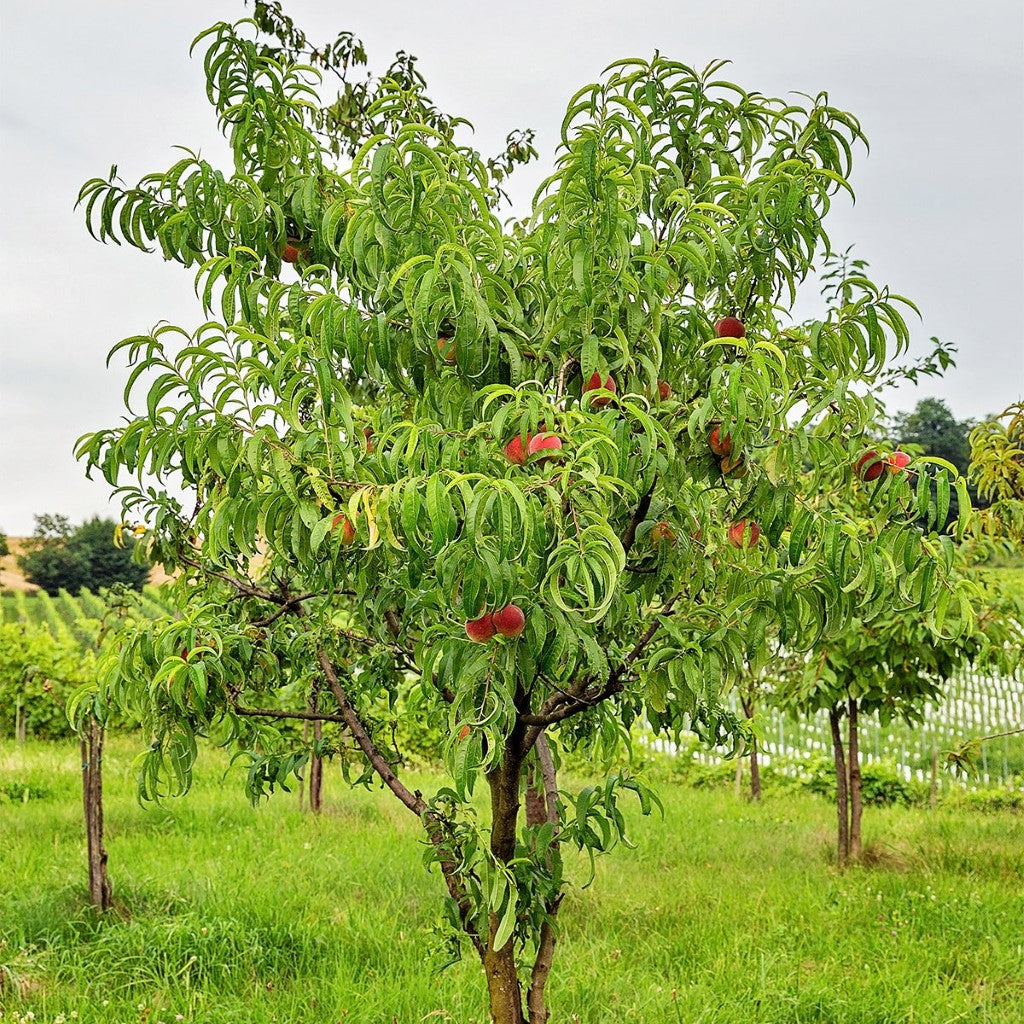 Redskin Peach Tree