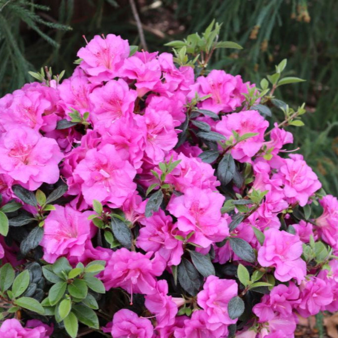 Perfecto Mundo Double Purple Reblooming Azalea