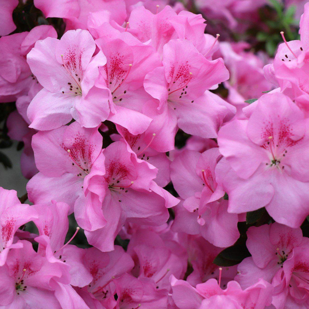 Pink Adoration Rebloom Azalea