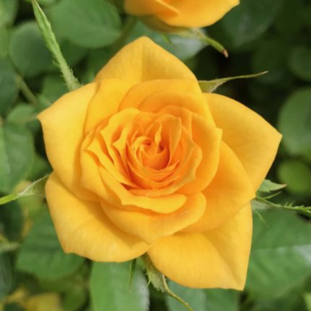 Sunrosa Yellow Shrub Rose