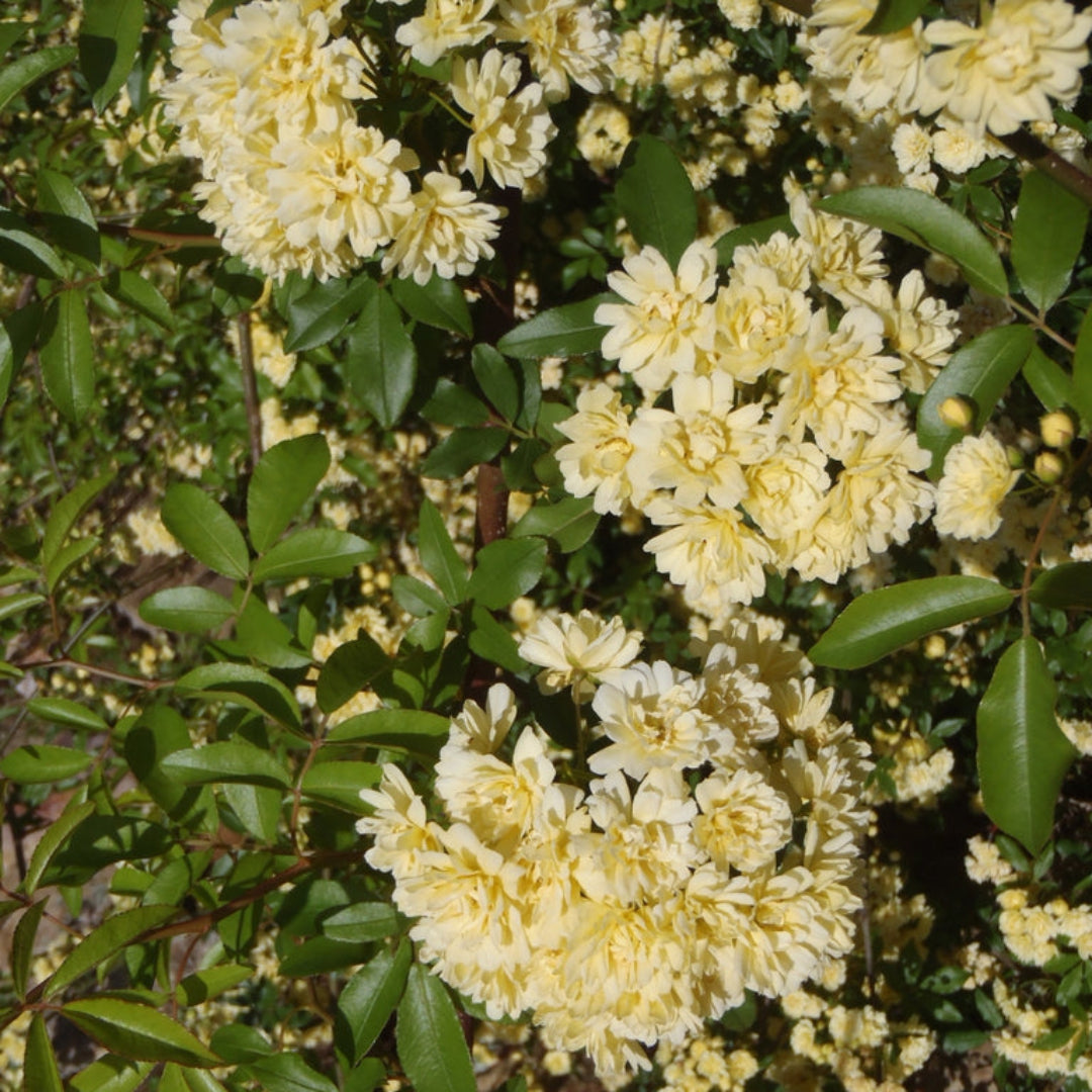 Rose Lady Banksia (Tripod)