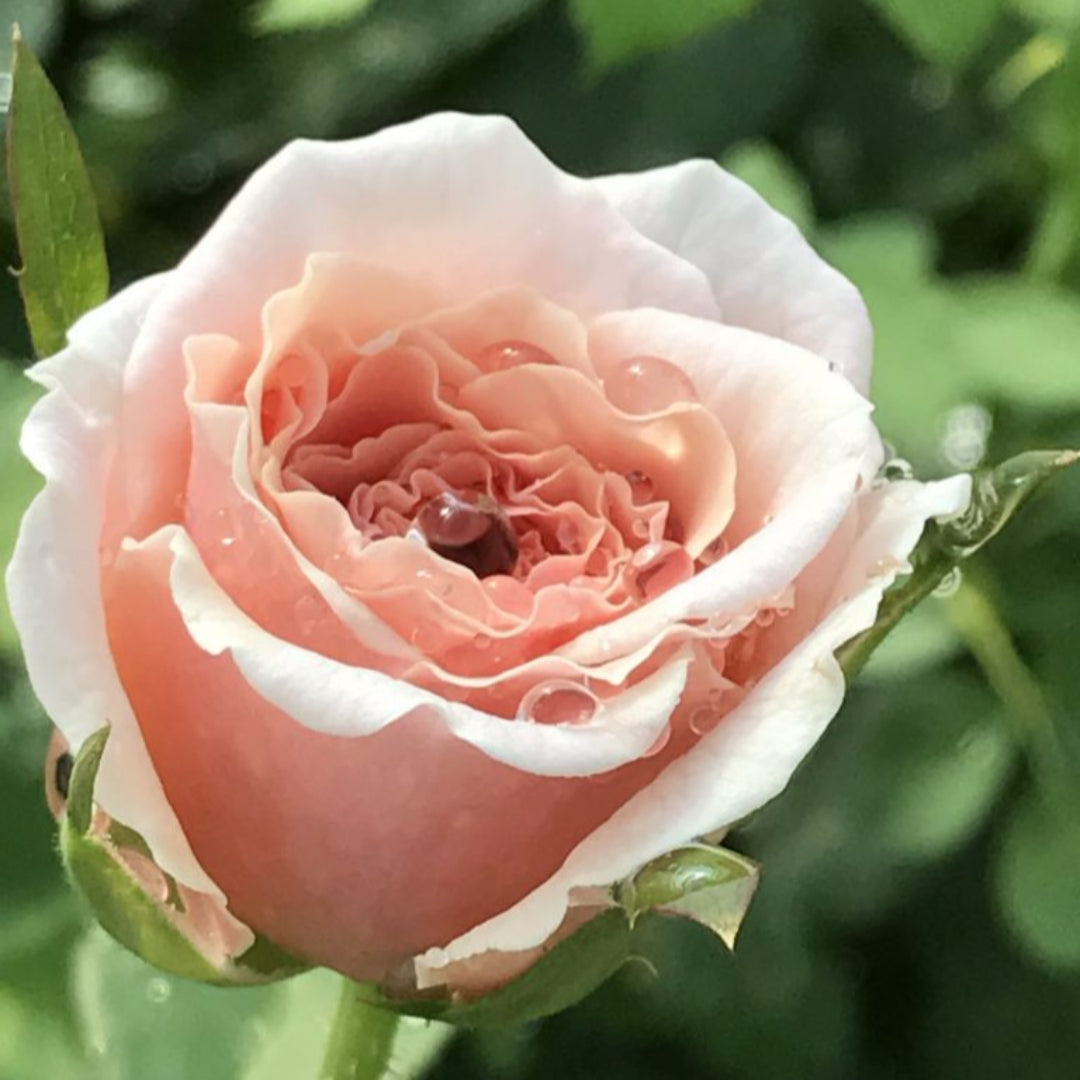 Brindabella Dawn Rose