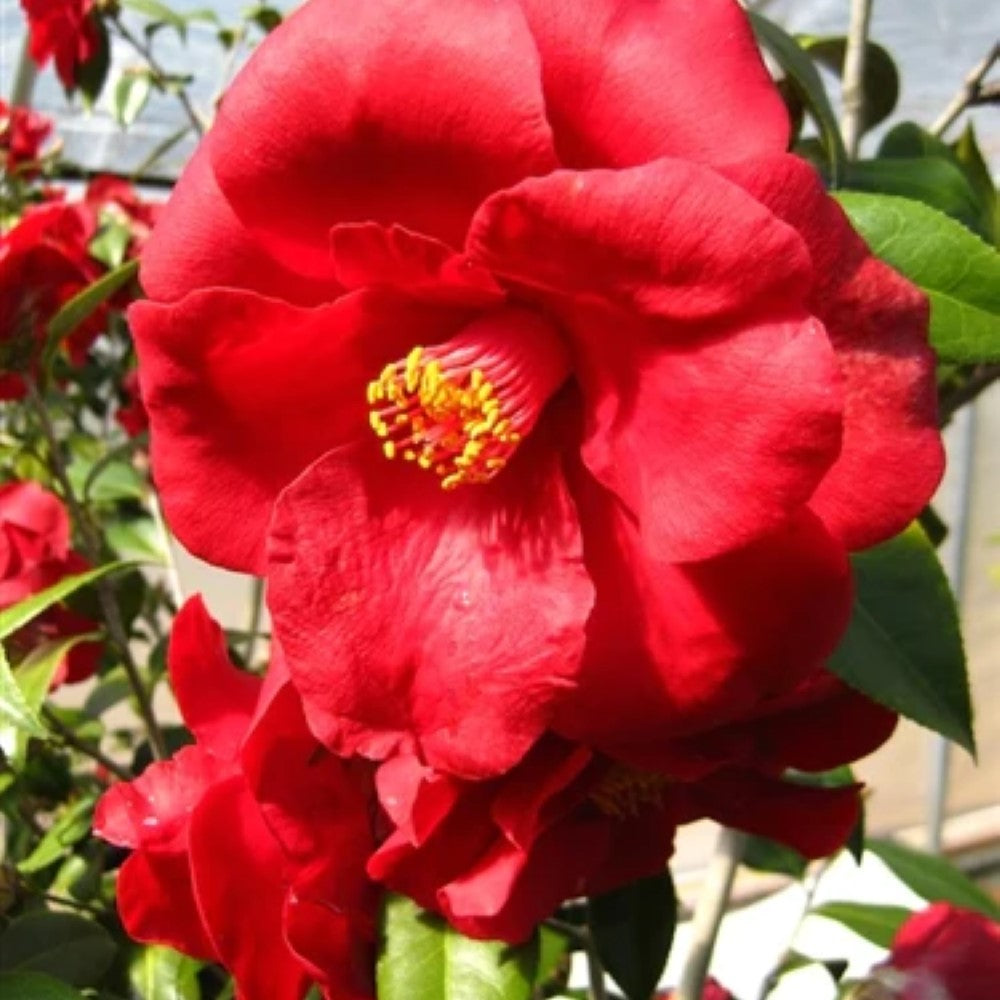 Royal Velvet Camellia