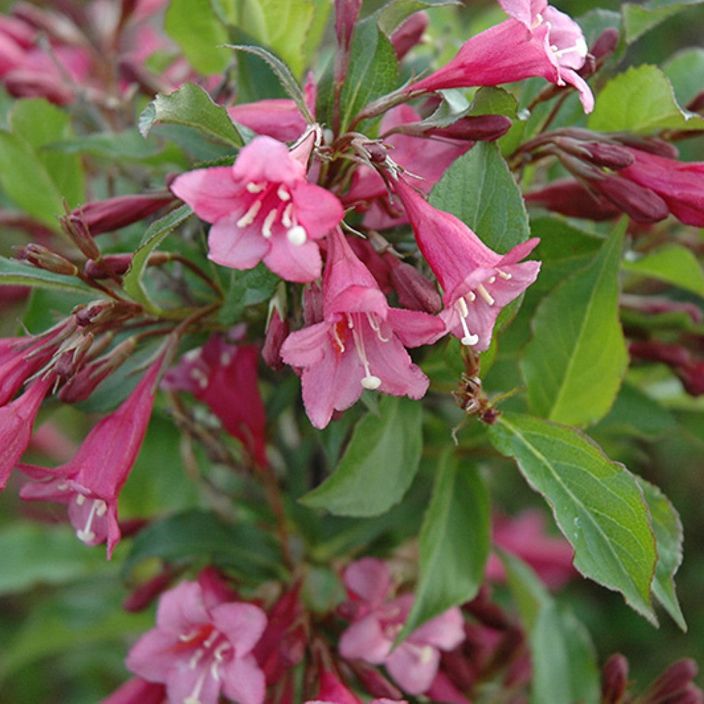 Florida Rumba Weigela