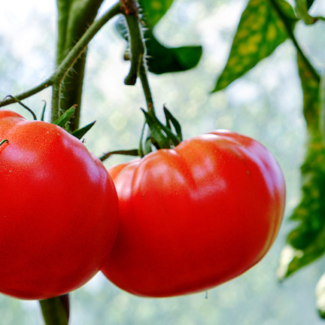 Tomato Plant &
