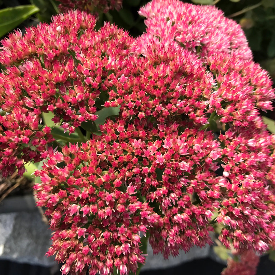 Sedum x &