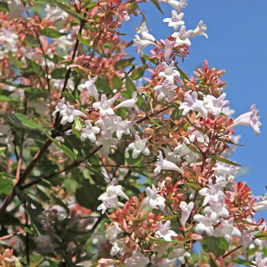 Abelia Grandiflora-Francis Mason